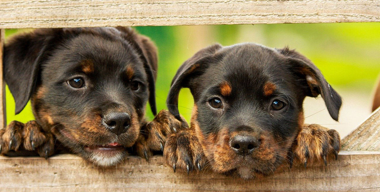 puppies peaking through fence